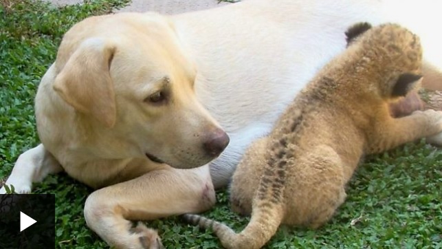 El pequeño león criado por una perra tras ser rechazado por su mamá leona