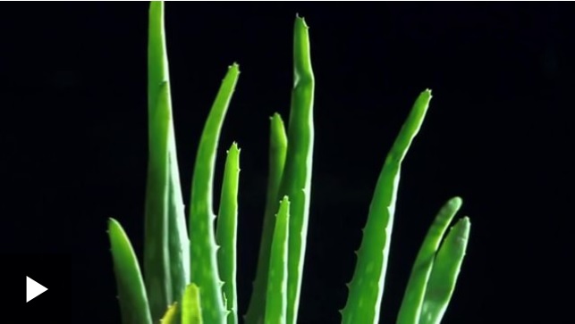 ¿Cuán bueno es realmente el aloe vera para ti?