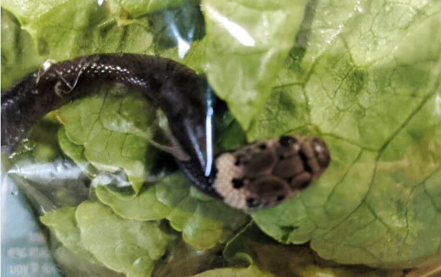 Hombre en Australia halla serpiente en una funda de lechuga