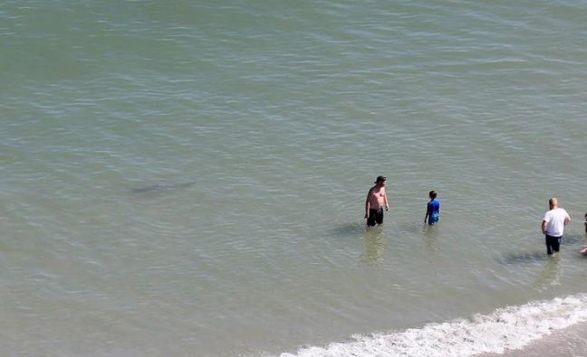 Tres tiburones nadaban cerca de una familia