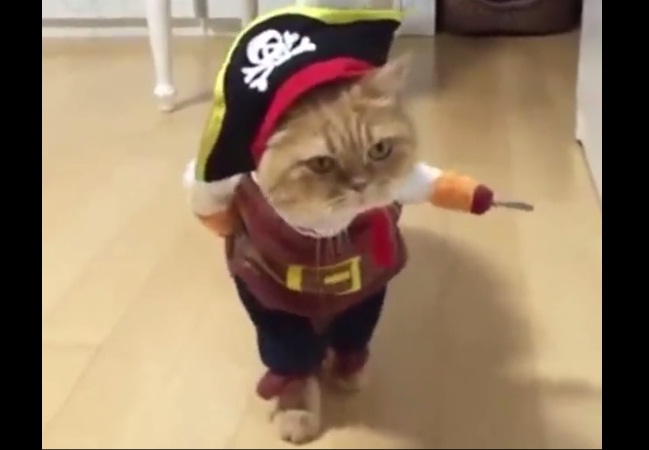 El video del gato &quot;pirata&quot; que causa furor en Facebook