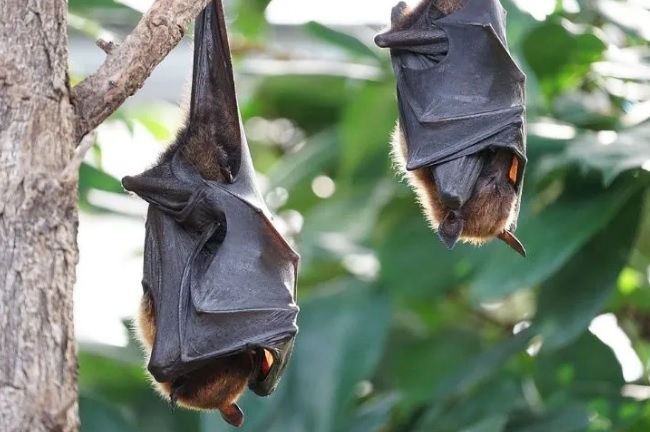 Perú: Queman 500 murciélagos por temor al coronavirus