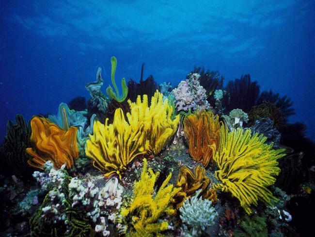 Los corales ayudan a regular la temperatura de la Tierra