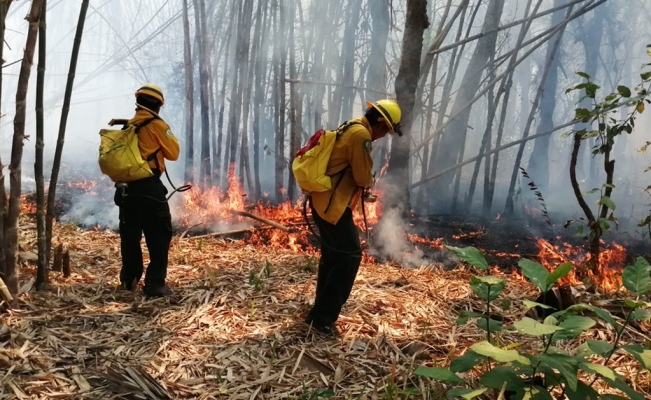 Bolivia: Incendio forestal afecta más de 460.000 has.