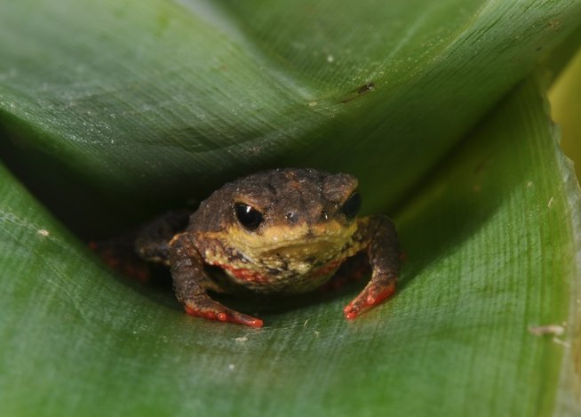 Hallan tres nuevas especies de sapos diminutos en Brasil