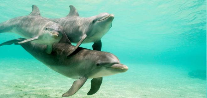 Los delfines se llaman entre ellos por su &quot;nombre&quot;