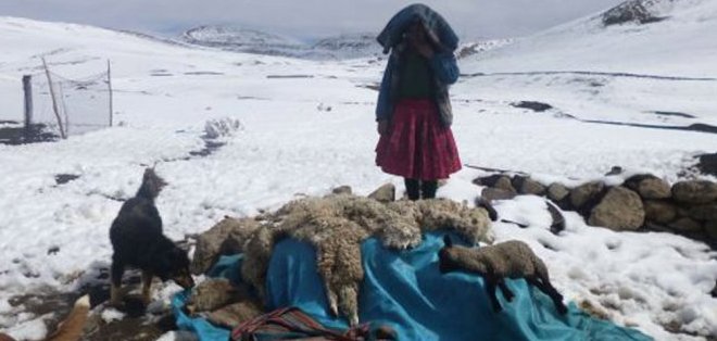 La ola de frío en Perú y Bolivia mató al menos 30.000 animales