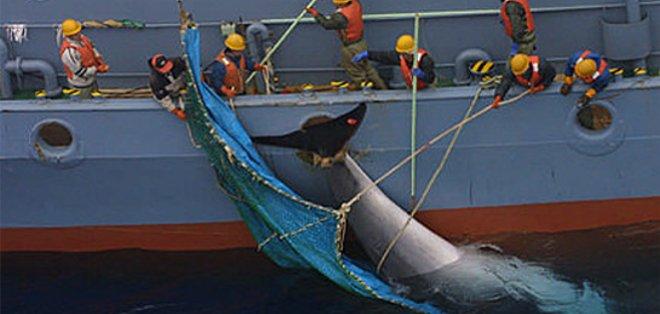Japón seguirá con su polémico programa de caza de ballenas