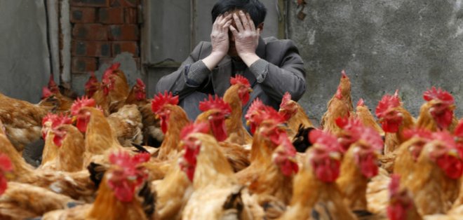 &quot;Primer contagio entre personas&quot; de nueva cepa de gripe aviar