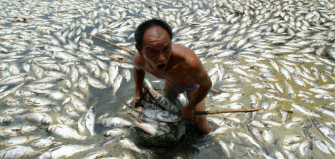 China: retiran de un río 180 toneladas de peces muertos por contaminación