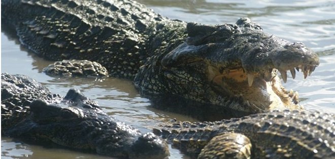 Turista en Australia logra escapar tras ser acechado por cocodrilo gigante