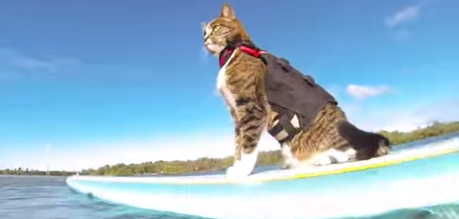 Gato surfea las olas al ritmo de &#039;Happy&#039; acompañado de 12 perros