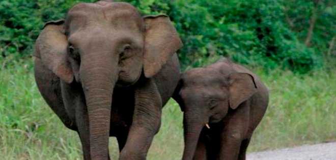 81 elefantes murieron envenados en Zimbabue