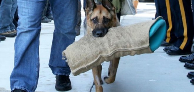 Emotiva despedida a un perro policía en Estados Unidos