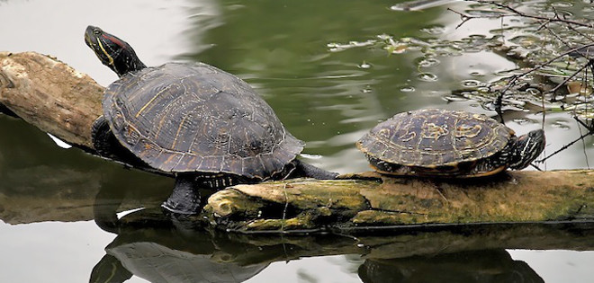 Asamblea Nacional condenó robo de tortugas en Galápagos