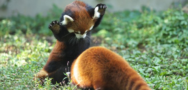 El Panda rojo que se ejercita para los juegos olímpicos