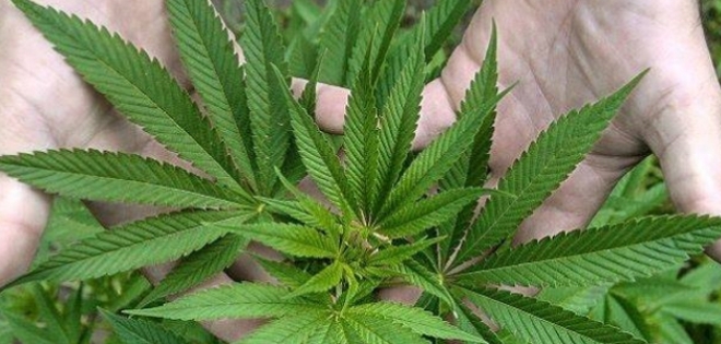 Alcaldía chilena obtiene permiso para plantar marihuana con fin terapéutico