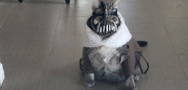 VIDEO: BaneCat, el gato que aterroriza y alborota a la web