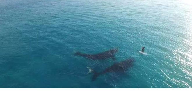 Drone captó a 2 ballenas nadando junto a un hombre en el mar