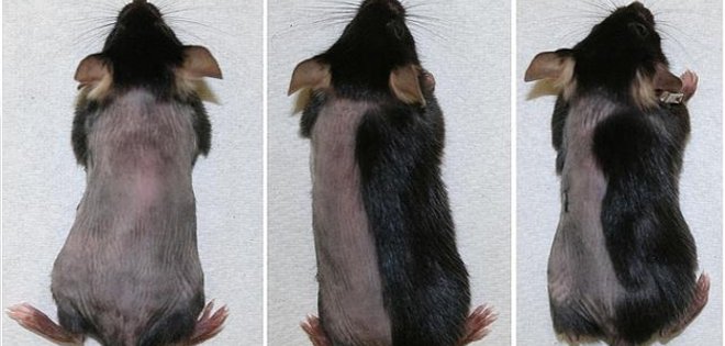 Un fármaco hace crecer el pelo en ratones en solo 10 días