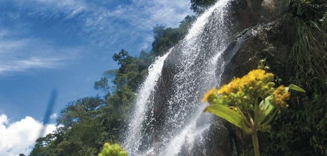 CNE propone que consulta popular sobre Yasuní se realice en comicios de febrero