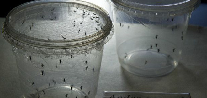 La OMS investiga un caso de transmisión sexual del virus zika
