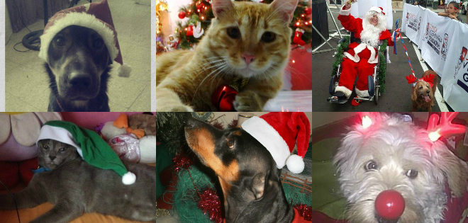 Gatonoel, Rodolfo el perro y más mascotas ecuatorianas en Navidad