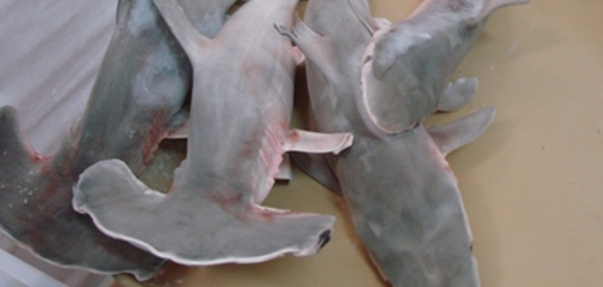 Dictan prisión por pescar 370 tiburones en Galápagos