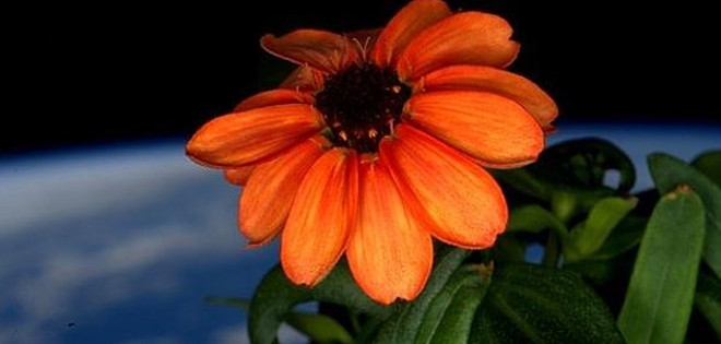 La primera flor que crece en el espacio