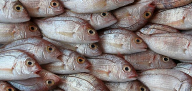 Comer pescado nos vuelve más pacíficos, según estudio