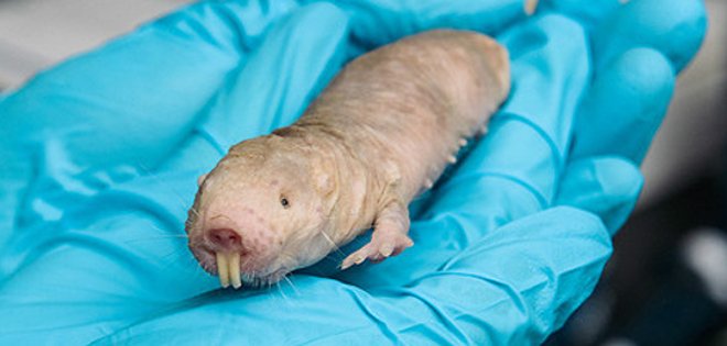 Un roedor &quot;a prueba de cáncer&quot; ofrece esperanzas sobre la enfermedad