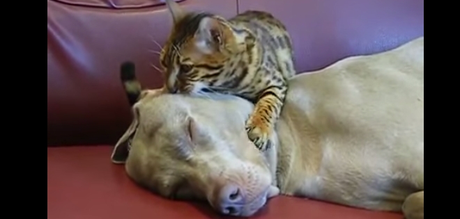 (VIDEO) El gato que hipnotiza a un perro con sus masajes