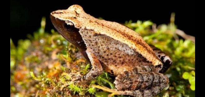 Descubren 14 nuevas especies de ranas en un hábitat amenazado