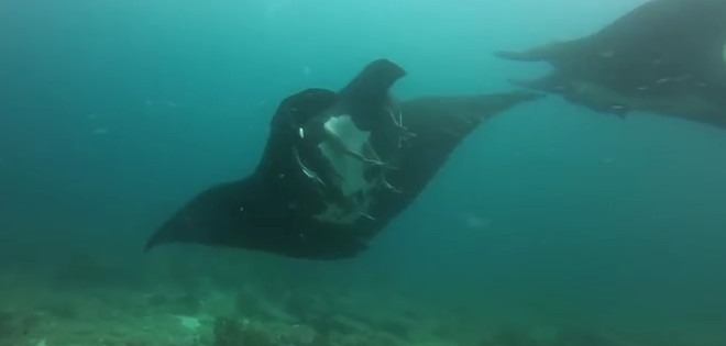 Mantarrayas Gigantes, el primer video ecuatoriano llegó a GoPro