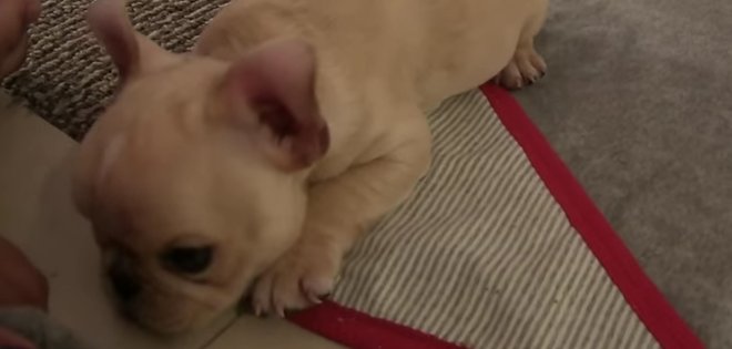 (VIDEO) Brody, el cachorro más inteligente del mundo