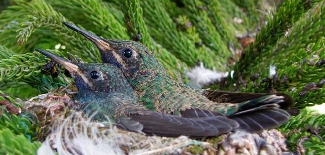 Ecuador alberga 17% de aves del mundo como lugar ideal de avistamiento