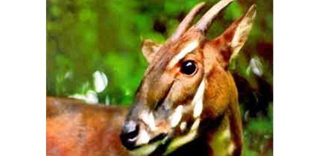 Raro avistamiento de "unicornio asiático" en Vietnam