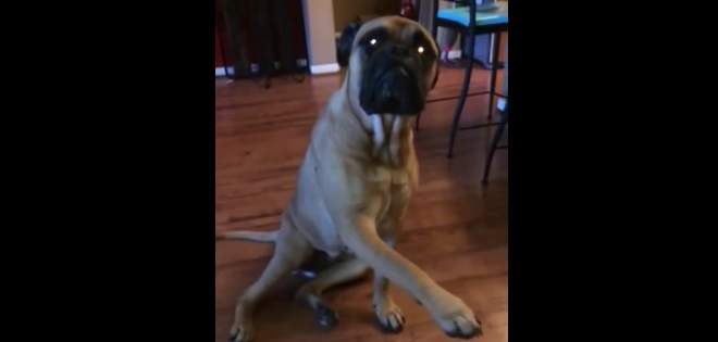 El video del perro &quot;chismoso&quot; que es furor en Internet