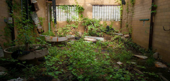 Así sería el mundo tras la extinción de la raza humana