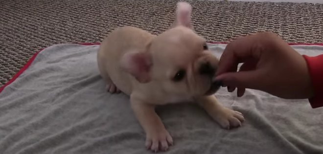 (VIDEO) Brody, el cachorro más inteligente del mundo