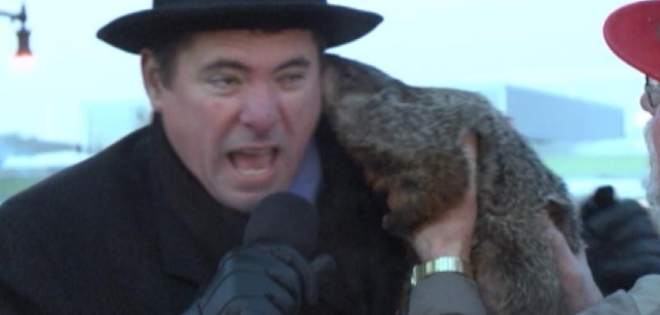 Marmota muerde la oreja de un alcalde en EE.UU.