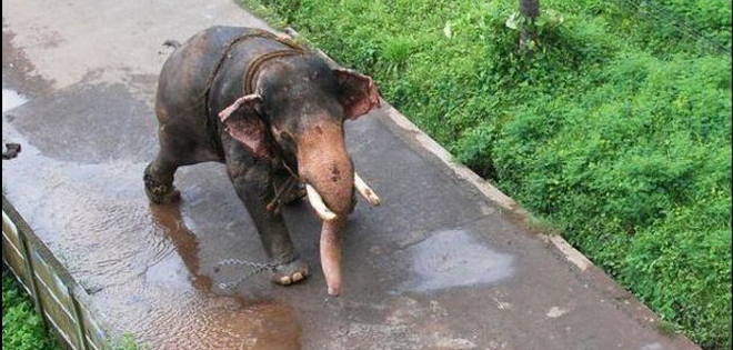 Cuatro elefantes enfurecidos matan a cinco personas en una aldea de India