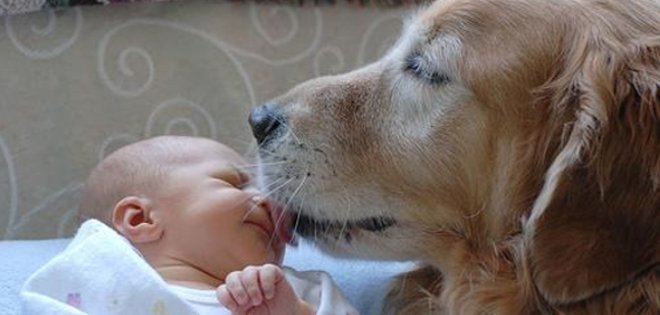Convivir con perros protege frente a infecciones respiratorias y de oído