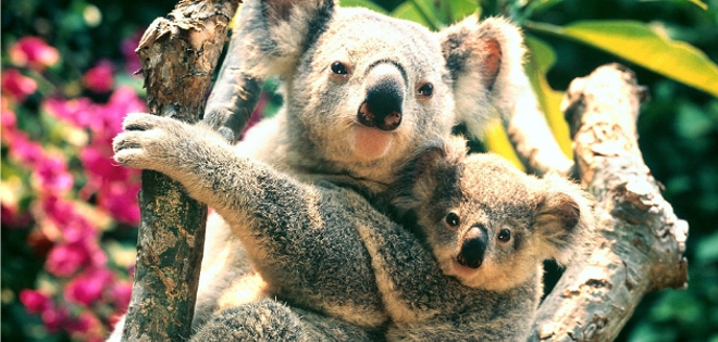 Proponen un sacrificio masivo de koalas en Australia