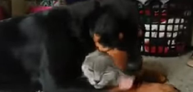 Un rottweiler demuestra con mucho entusiasmo que adora a su gato