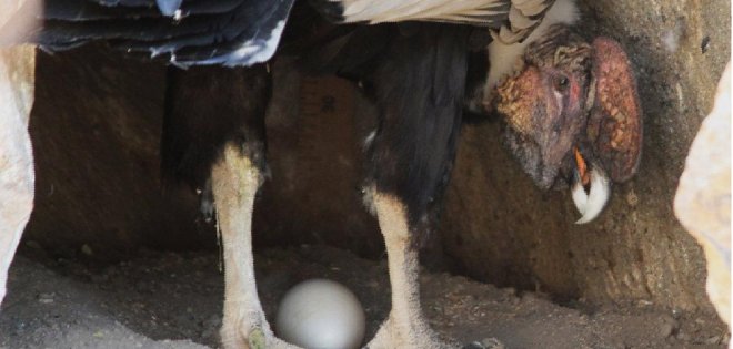 Un nuevo cóndor nacerá muy pronto en Ecuador