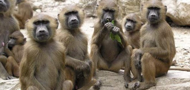 Monos hurtan muestras de sangre tomadas para detectar la covid-19 en India