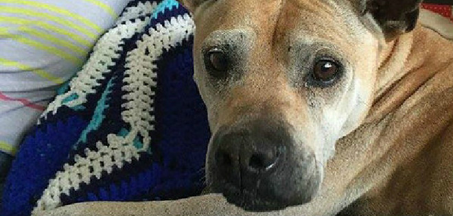 Una mascota recorrió 56 kilómetros para reencontrarse con su familia