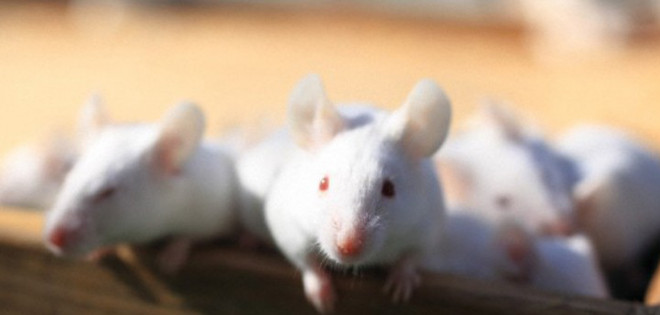 Científicos descubren la forma de rejuvenecer ratones