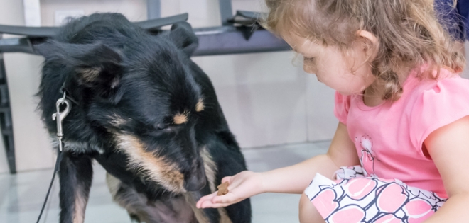 Rescatan a mascota que estaba a punto de morir en maletera a 45 grados